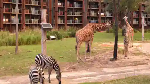 Habitaciones vista a la savanna del Disney´s Animal Kingdom Lodge